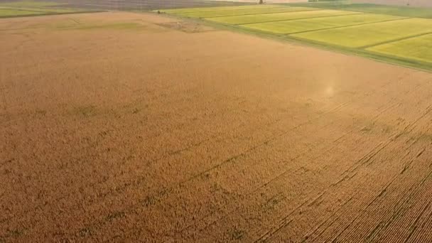 A field of ripe corn. Dry corn stalks. View from above — Stock Video