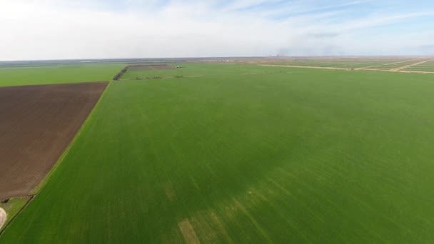 Campo Maíz Joven Brotes Maíz Campo Primavera Con Cultivo Maíz — Vídeos de Stock