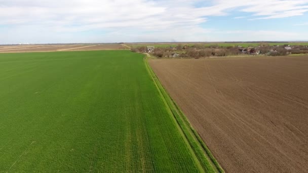 A field of young corn. Corn sprouts. A field in spring with growing green corn. — Stock Video