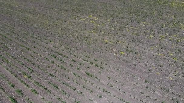 玉米排之间的土壤变松。一片年轻的玉米田。玉米芽。春天生长着绿色玉米的田野. — 图库视频影像