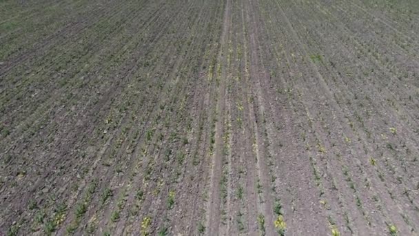 Sol lâche entre les rangs de maïs. Un champ de maïs jeune. Des germes de maïs. Un champ au printemps avec du maïs vert en croissance . — Video