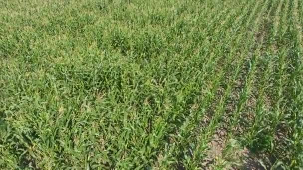 Campo de maíz. El maíz verde florece en el campo. Período de crecimiento y maduración de las mazorcas de maíz . — Vídeo de stock