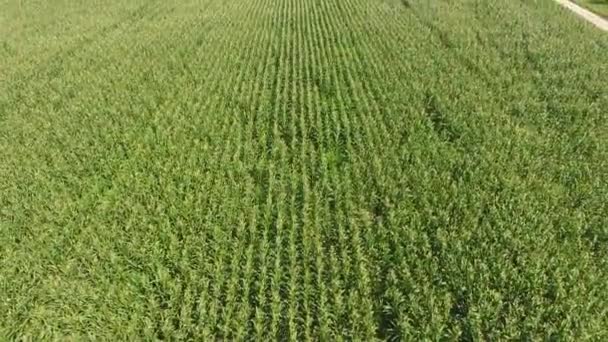 Field of corn. Green corn blooms on the field. Period of growth and ripening of corn cobs. — Stock Video