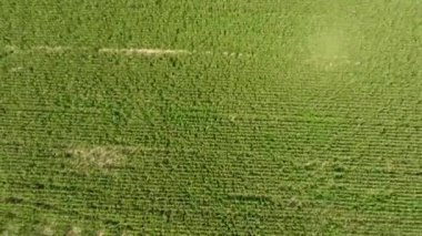 Mısır tarlası. Yeşil Mısır blooms sahada. Büyüme ve mısır koçanı olgunlaşma döneminde.