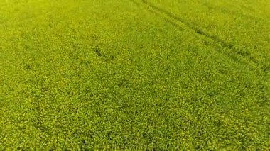 Alan çiçekli tecavüz. Uçak en iyi manzara. Tecavüz, Sarı çiçekli bir syderatic bitki. Alan siderates ile