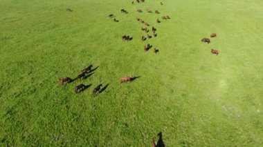 alanda otlayan atlar