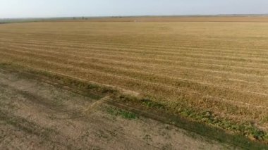 Hasatçı mısırı hasat eder. Hasat makinesinin yardımıyla mısır koçanlarını toplayın. Tarlada olgun mısır.