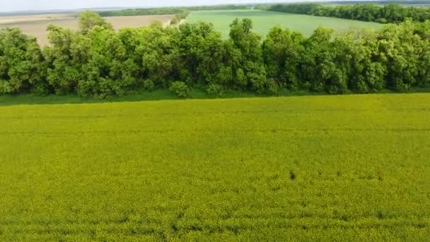 Field of flowering rape. Top view from the drone. Rape, a syderatic plant with yellow flowers. Field with siderates — Stock Video
