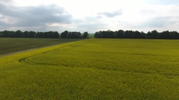 Field of flowering rape. Top view from the drone. Rape, a syderatic plant with yellow flowers. Field with siderates — Stock Video