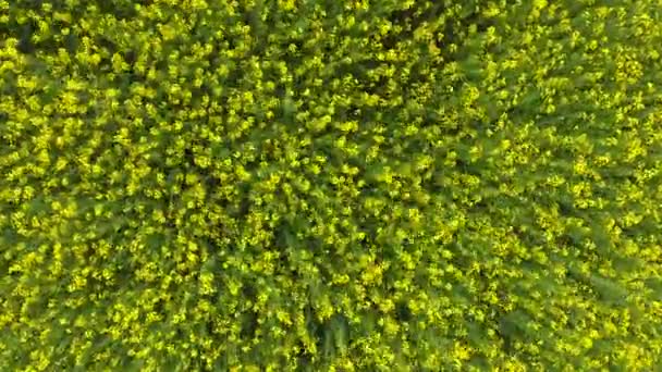 Pole kwitnienia rzepaku. Widok z góry z drona. Rzepaku, syderatic roślin z żółtych kwiatów. Pola z Marzanna kolorująca — Wideo stockowe