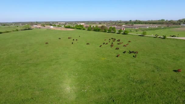 Grazende paarden op het veld — Stockvideo