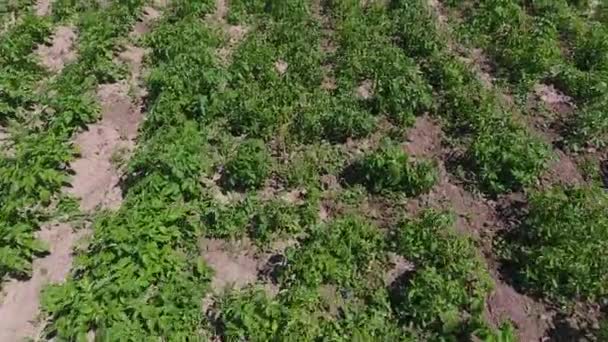 Des tiges de pommes de terre vertes. Champ de pommes de terre 