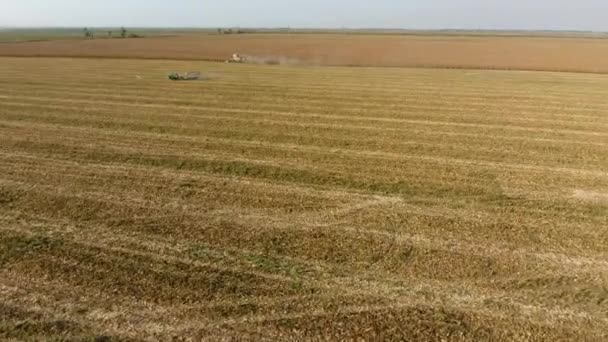 A betakarító kukoricát termel. Gyűjtse össze a kukorica cobs segítségével egy kombájn. Érett kukorica a mezőn. — Stock videók