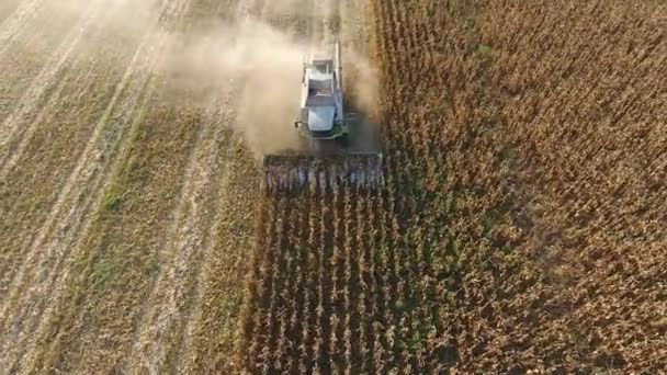 Colheitadeira colhe milho. Colete espigas de milho com a ajuda de uma colheitadeira. Milho maduro no campo. — Vídeo de Stock