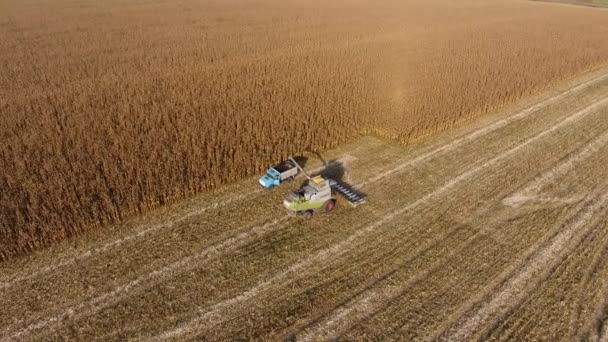 Харвестер собирает кукурузу. Сбор кукурузных початков с помощью комбайна. Спелые кукурузы на поле. — стоковое видео