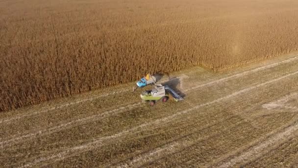 Kombajn zbiera kukurydzę. Zbieraj kolby kukurydzy z pomocą kombajnu. Dojrzała kukurydza na polu. — Wideo stockowe