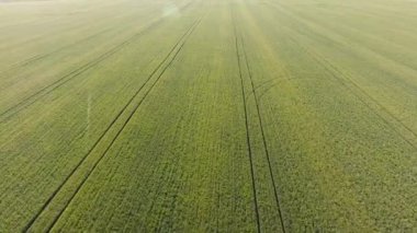 Buğday alan doku. Arka plan alanında genç yeşil buğday. Quadrocopter fotoğraf. Buğday alan hava fotoğrafı