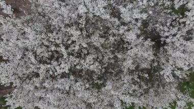 Top view of a blossoming plum tree