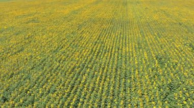 Yağlı tohum çiçekli tarım alanlarının havadan görünümü. Ayçiçeği tarlası. Üstten Görünüm.