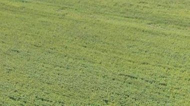 Yağlı tohum çiçekli tarım alanlarının havadan görünümü. Ayçiçeği tarlası. Üstten Görünüm.