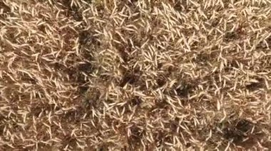 alan buğday, üstten görünüm