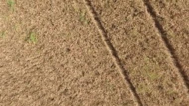 alan buğday, üstten görünüm