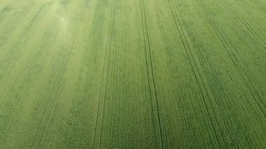 Buğday alan doku. Arka plan alanında genç yeşil buğday. Uçak fotoğraf. Buğday alan hava fotoğrafı
