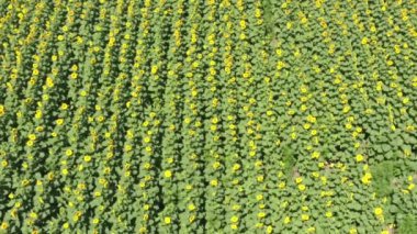 üstten görünüm ayçiçeği çiçek. Ayçiçeği tarlası.