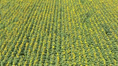 Yağlı tohum çiçekli tarım alanlarının havadan görünümü. Ayçiçeği tarlası. Üstten Görünüm.