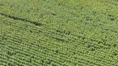 Yağlı tohum çiçekli tarım alanlarının havadan görünümü. Ayçiçeği tarlası. Üstten Görünüm.