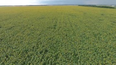 Yağlı tohum çiçekli tarım alanlarının havadan görünümü. Ayçiçeği tarlası. Üstten Görünüm.