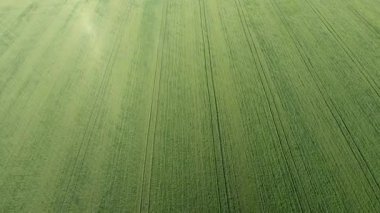 Buğday alan doku. Arka plan alanında genç yeşil buğday. Uçak fotoğraf. Buğday alan hava fotoğrafı