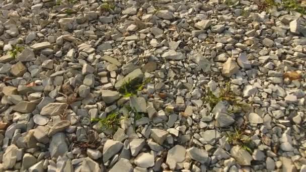 Puin op de grond, textuur achtergrond van puin — Stockvideo