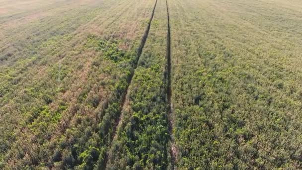 Textura pšeničné pole. Na pozadí mladé zelené pšenice na hřišti. Fotografie z quadrocopter. — Stock video