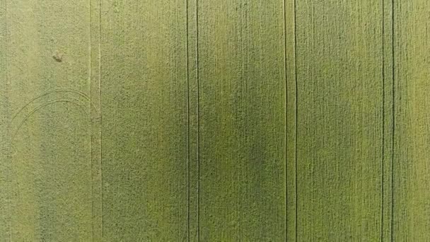 Texture of wheat field. Background of young green wheat on the field. Photo from the quadrocopter. Aerial photo of the wheat field — Stock Video