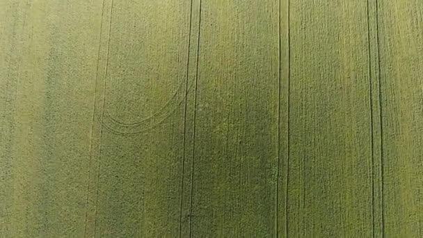 Texture of wheat field. Background of young green wheat on the field. Photo from the quadrocopter. Aerial photo of the wheat field — Stock Video