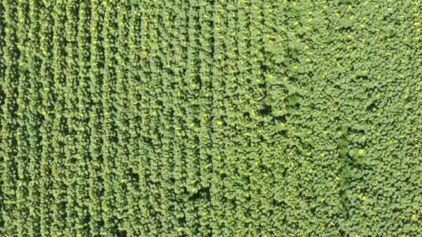 Luftaufnahme von landwirtschaftlichen Feldern mit blühenden Ölsaaten. Sonnenblumenfeld. Ansicht von oben. — Stockvideo
