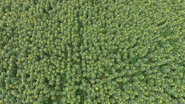 油糧種子を開花農業分野の空撮。ひまわり畑。トップ ビュー. — ストック動画