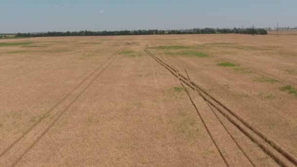 Campo de trigo, uma vista superior — Vídeo de Stock
