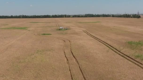 Pole pszenicy, widok z góry — Wideo stockowe