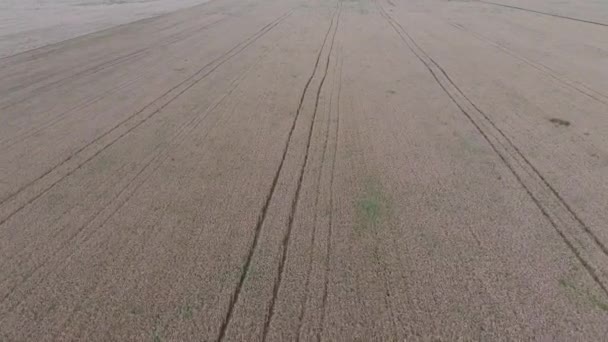 Volo su un campo di grano. campo di grano, vista dall'alto — Video Stock