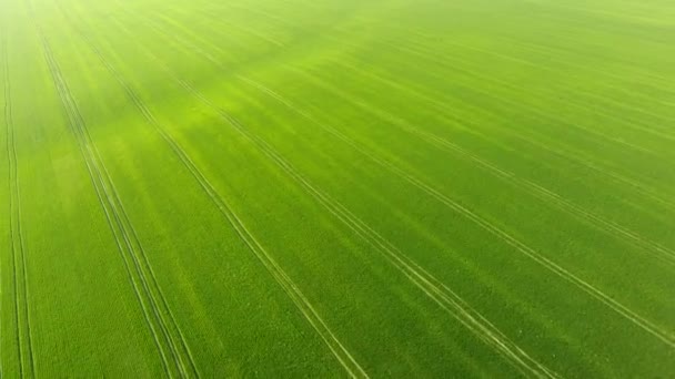 Het patroon van tarweveld. Achtergrond van jonge groene tarwe op het veld. Foto uit de drone. Luchtfoto van het tarweveld — Stockvideo