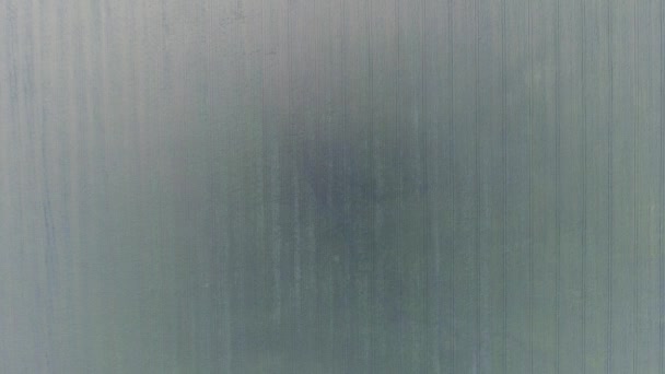 Texture du champ de blé. Contexte de jeunes blés verts sur le terrain. Photo du drone. Photo aérienne du champ de blé 
