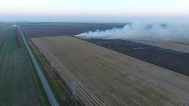 Brandend stro in de velden na de oogst van de tarwe gewas — Stockvideo