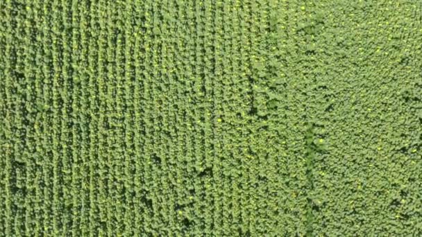 Flygfoto över åkrar blommande oljeväxter. Fält av solrosor. Ovanifrån. — Stockvideo