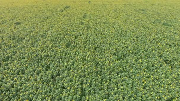 Flygfoto över åkrar blommande oljeväxter. Fält av solrosor. Ovanifrån. — Stockvideo