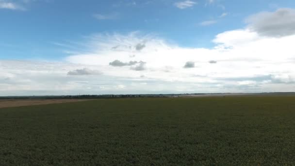 Vista aérea dos campos agrícolas que florescem oleaginosas. Campo de girassóis. Vista superior . — Vídeo de Stock