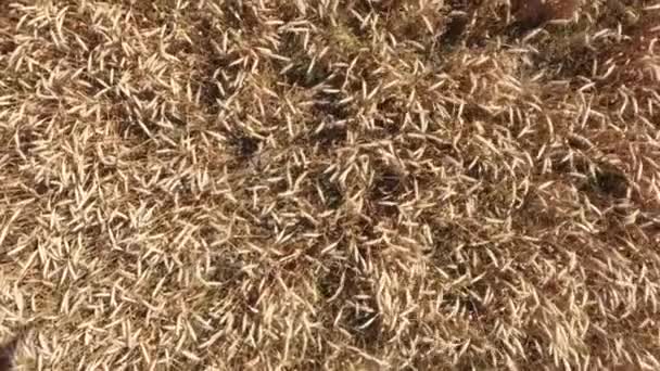 Поле пшеницы, вид сверху — стоковое видео