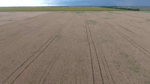Flyg över ett fält av vete. fält av vete, en ovanifrån — Stockvideo