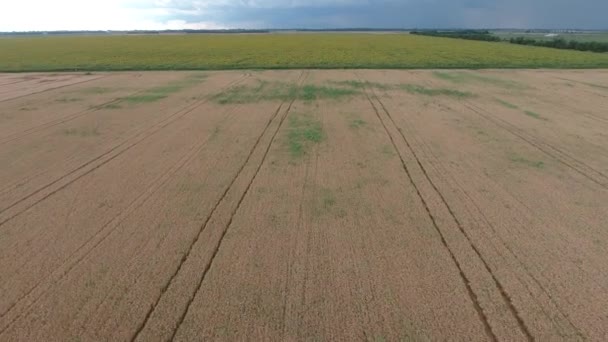 Vlucht over de tarweveld naar de zonnebloem veld — Stockvideo